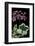 Pelargonium X Hederaefolium 'Duc D'anjou' (Ivy-Leaf Geranium)-Paul Starosta-Framed Photographic Print