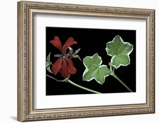 Pelargonium X Hederaefolium 'Eveka' (Ivy-Leaf Geranium)-Paul Starosta-Framed Photographic Print