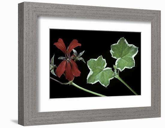 Pelargonium X Hederaefolium 'Eveka' (Ivy-Leaf Geranium)-Paul Starosta-Framed Photographic Print