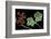 Pelargonium X Hederaefolium 'Eveka' (Ivy-Leaf Geranium)-Paul Starosta-Framed Photographic Print