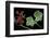 Pelargonium X Hederaefolium 'Eveka' (Ivy-Leaf Geranium)-Paul Starosta-Framed Photographic Print