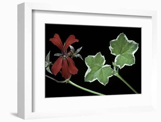 Pelargonium X Hederaefolium 'Eveka' (Ivy-Leaf Geranium)-Paul Starosta-Framed Photographic Print