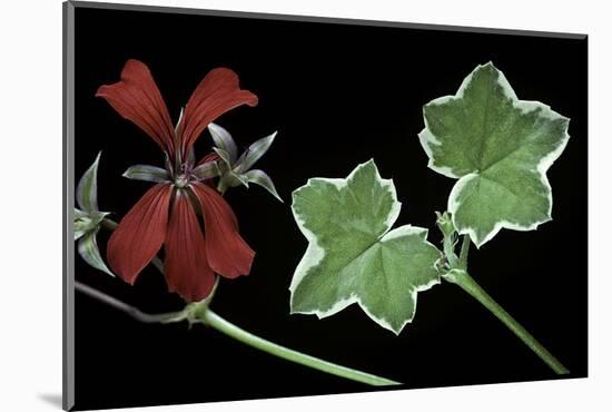 Pelargonium X Hederaefolium 'Eveka' (Ivy-Leaf Geranium)-Paul Starosta-Mounted Photographic Print