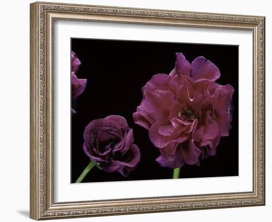 Pelargonium X Hederaefolium 'Rochefort' (Ivy-Leaf Geranium)-Paul Starosta-Framed Photographic Print