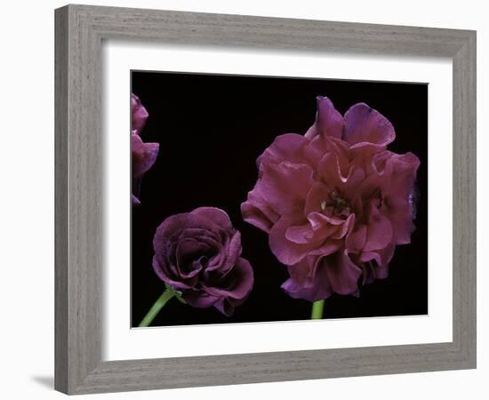 Pelargonium X Hederaefolium 'Rochefort' (Ivy-Leaf Geranium)-Paul Starosta-Framed Photographic Print