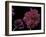 Pelargonium X Hederaefolium 'Rochefort' (Ivy-Leaf Geranium)-Paul Starosta-Framed Photographic Print