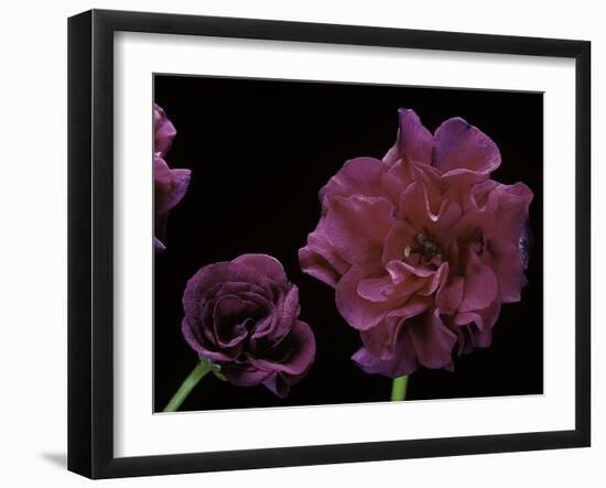 Pelargonium X Hederaefolium 'Rochefort' (Ivy-Leaf Geranium)-Paul Starosta-Framed Photographic Print