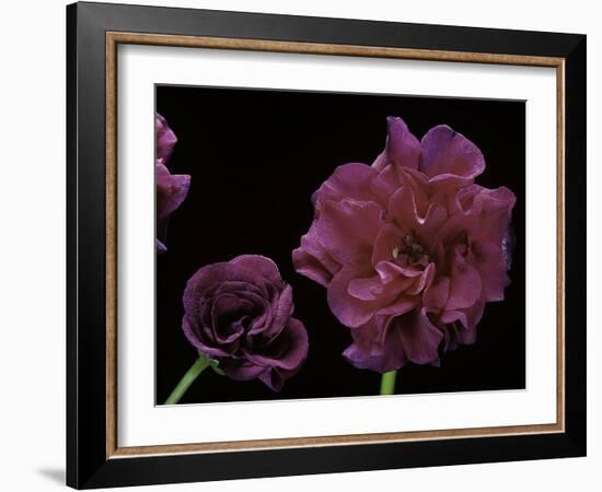 Pelargonium X Hederaefolium 'Rochefort' (Ivy-Leaf Geranium)-Paul Starosta-Framed Photographic Print