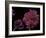 Pelargonium X Hederaefolium 'Rochefort' (Ivy-Leaf Geranium)-Paul Starosta-Framed Photographic Print