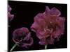 Pelargonium X Hederaefolium 'Rochefort' (Ivy-Leaf Geranium)-Paul Starosta-Mounted Photographic Print