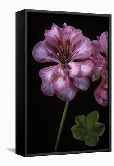 Pelargonium X Hederaefolium 'Rosy O'day' (Ivy-Leaf Geranium)-Paul Starosta-Framed Premier Image Canvas