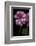 Pelargonium X Hederaefolium 'Rosy O'day' (Ivy-Leaf Geranium)-Paul Starosta-Framed Photographic Print