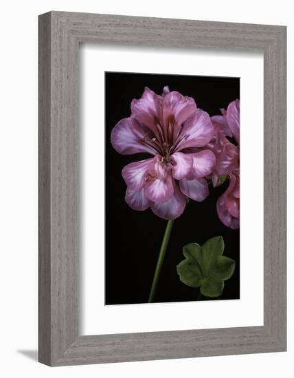 Pelargonium X Hederaefolium 'Rosy O'day' (Ivy-Leaf Geranium)-Paul Starosta-Framed Photographic Print