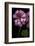 Pelargonium X Hederaefolium 'Rosy O'day' (Ivy-Leaf Geranium)-Paul Starosta-Framed Photographic Print