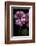 Pelargonium X Hederaefolium 'Rosy O'day' (Ivy-Leaf Geranium)-Paul Starosta-Framed Photographic Print