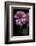 Pelargonium X Hederaefolium 'Rosy O'day' (Ivy-Leaf Geranium)-Paul Starosta-Framed Photographic Print