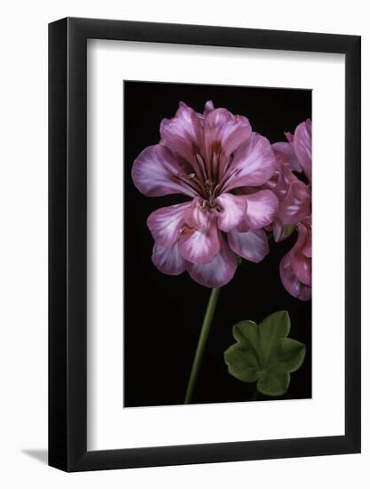 Pelargonium X Hederaefolium 'Rosy O'day' (Ivy-Leaf Geranium)-Paul Starosta-Framed Photographic Print