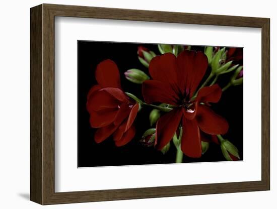 Pelargonium X Hederaefolium 'Solo' (Ivy-Leaf Geranium)-Paul Starosta-Framed Photographic Print