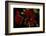 Pelargonium X Hederaefolium 'Solo' (Ivy-Leaf Geranium)-Paul Starosta-Framed Photographic Print