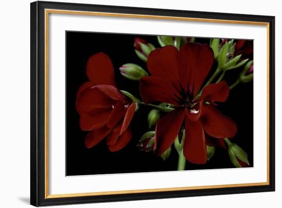 Pelargonium X Hederaefolium 'Solo' (Ivy-Leaf Geranium)-Paul Starosta-Framed Photographic Print