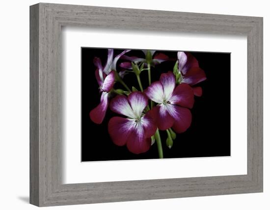 Pelargonium X Hortorum 'Admiration' (Common Geranium, Garden Geranium, Zonal Geranium)-Paul Starosta-Framed Photographic Print