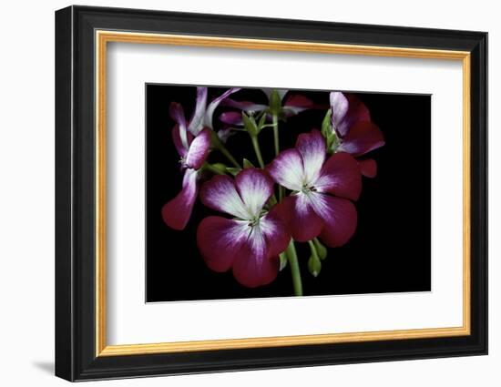 Pelargonium X Hortorum 'Admiration' (Common Geranium, Garden Geranium, Zonal Geranium)-Paul Starosta-Framed Photographic Print