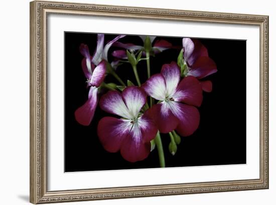 Pelargonium X Hortorum 'Admiration' (Common Geranium, Garden Geranium, Zonal Geranium)-Paul Starosta-Framed Photographic Print