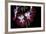 Pelargonium X Hortorum 'Admiration' (Common Geranium, Garden Geranium, Zonal Geranium)-Paul Starosta-Framed Photographic Print