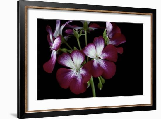 Pelargonium X Hortorum 'Admiration' (Common Geranium, Garden Geranium, Zonal Geranium)-Paul Starosta-Framed Photographic Print