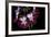 Pelargonium X Hortorum 'Admiration' (Common Geranium, Garden Geranium, Zonal Geranium)-Paul Starosta-Framed Photographic Print