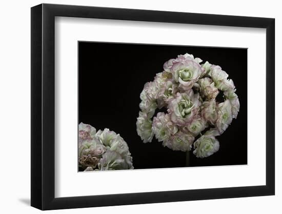 Pelargonium X Hortorum 'Apple Blossom' (Common Geranium, Garden Geranium, Zonal Geranium)-Paul Starosta-Framed Photographic Print