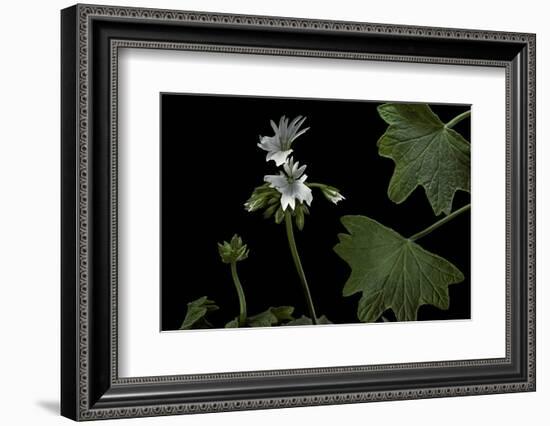 Pelargonium X Hortorum 'Artic-Star' (Common Geranium, Garden Geranium, Zonal Geranium)-Paul Starosta-Framed Photographic Print