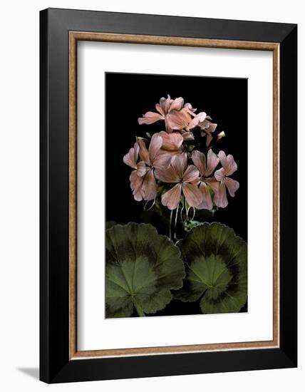 Pelargonium X Hortorum 'Bath Beauty' (Common Geranium, Garden Geranium, Zonal Geranium)-Paul Starosta-Framed Photographic Print