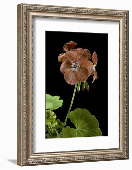 Pelargonium X Hortorum 'Bildeston' (Common Geranium, Garden Geranium, Zonal Geranium)-Paul Starosta-Framed Photographic Print