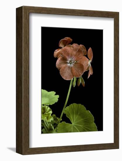 Pelargonium X Hortorum 'Bildeston' (Common Geranium, Garden Geranium, Zonal Geranium)-Paul Starosta-Framed Photographic Print