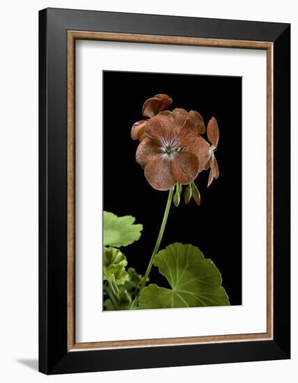 Pelargonium X Hortorum 'Bildeston' (Common Geranium, Garden Geranium, Zonal Geranium)-Paul Starosta-Framed Photographic Print