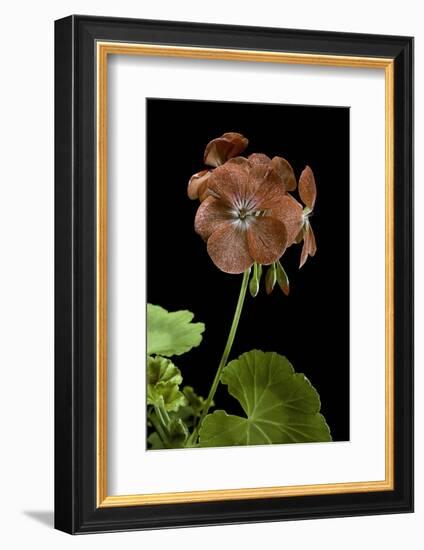 Pelargonium X Hortorum 'Bildeston' (Common Geranium, Garden Geranium, Zonal Geranium)-Paul Starosta-Framed Photographic Print