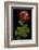 Pelargonium X Hortorum 'Corinne' (Common Geranium, Garden Geranium, Zonal Geranium)-Paul Starosta-Framed Photographic Print