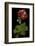 Pelargonium X Hortorum 'Corinne' (Common Geranium, Garden Geranium, Zonal Geranium)-Paul Starosta-Framed Photographic Print