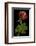 Pelargonium X Hortorum 'Corinne' (Common Geranium, Garden Geranium, Zonal Geranium)-Paul Starosta-Framed Photographic Print