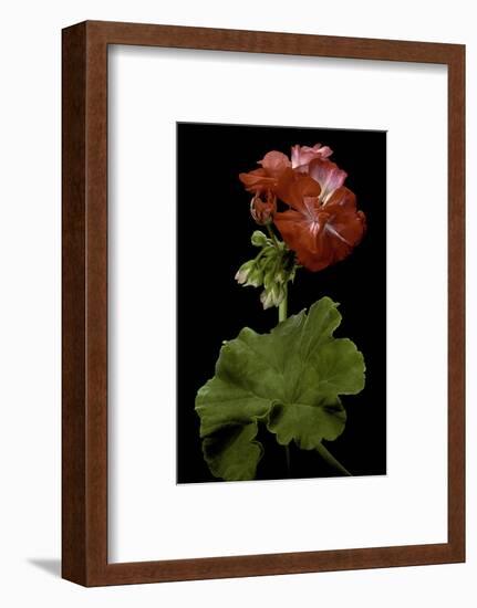 Pelargonium X Hortorum 'Corinne' (Common Geranium, Garden Geranium, Zonal Geranium)-Paul Starosta-Framed Photographic Print