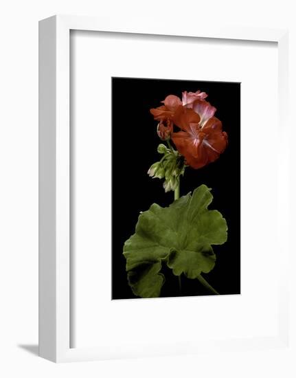 Pelargonium X Hortorum 'Corinne' (Common Geranium, Garden Geranium, Zonal Geranium)-Paul Starosta-Framed Photographic Print