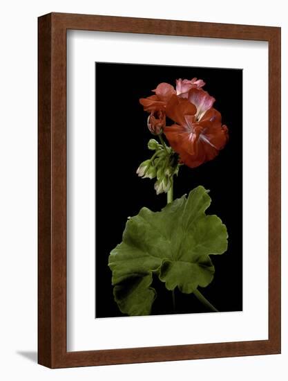 Pelargonium X Hortorum 'Corinne' (Common Geranium, Garden Geranium, Zonal Geranium)-Paul Starosta-Framed Photographic Print