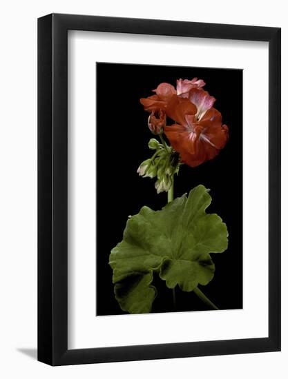 Pelargonium X Hortorum 'Corinne' (Common Geranium, Garden Geranium, Zonal Geranium)-Paul Starosta-Framed Photographic Print