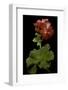Pelargonium X Hortorum 'Corinne' (Common Geranium, Garden Geranium, Zonal Geranium)-Paul Starosta-Framed Photographic Print