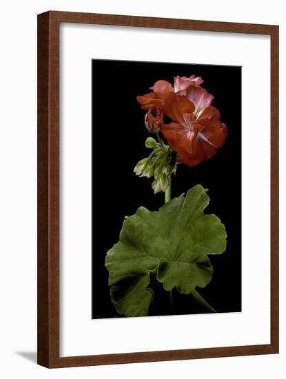 Pelargonium X Hortorum 'Corinne' (Common Geranium, Garden Geranium, Zonal Geranium)-Paul Starosta-Framed Photographic Print