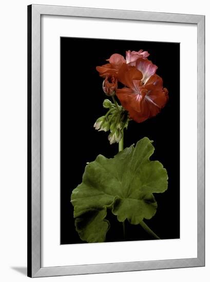 Pelargonium X Hortorum 'Corinne' (Common Geranium, Garden Geranium, Zonal Geranium)-Paul Starosta-Framed Photographic Print