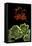 Pelargonium X Hortorum 'Dolly Vardon' (Common Geranium, Garden Geranium, Zonal Geranium)-Paul Starosta-Framed Premier Image Canvas