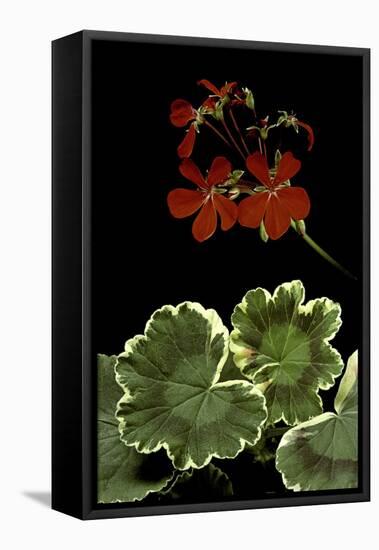 Pelargonium X Hortorum 'Dolly Vardon' (Common Geranium, Garden Geranium, Zonal Geranium)-Paul Starosta-Framed Premier Image Canvas