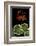 Pelargonium X Hortorum 'Dolly Vardon' (Common Geranium, Garden Geranium, Zonal Geranium)-Paul Starosta-Framed Photographic Print